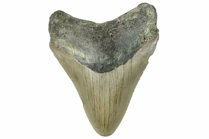 Serrated, Fossil Megalodon Tooth - North Carolina #295060
